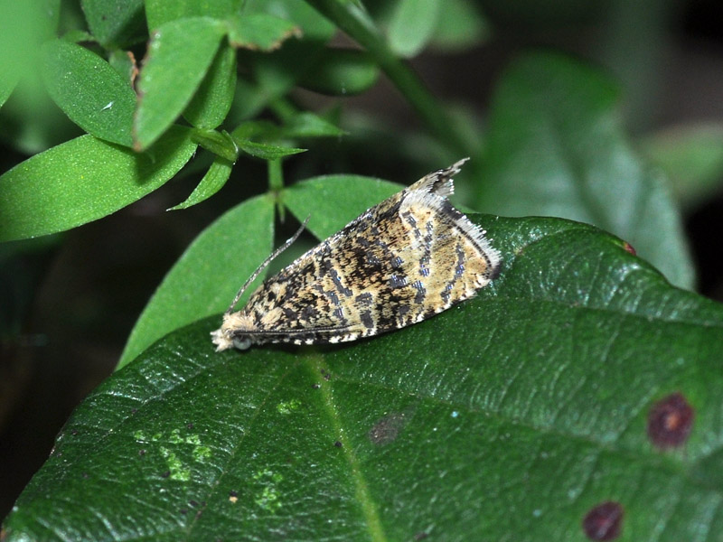 Celipha lacunana?